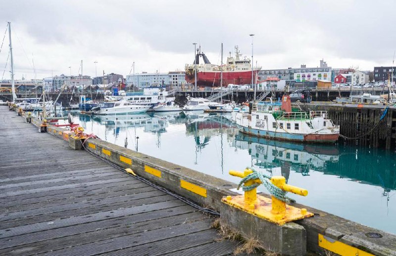 冰岛首次发现蚊子！冰岛曾是世界上少数没有在自然环境中发现过蚊子的国家之一，如今这一记录被打破