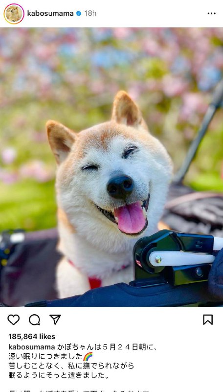 经典Meme Doge狗的原型于周五离世根据它的主人在 Instagram 上发布的消息，Kabosu 去世时已经 18 岁了