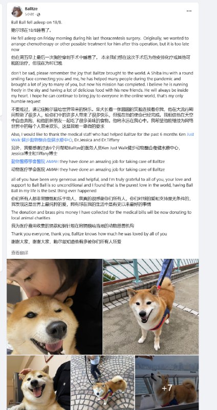 经典表情包柴犬 Cheems 于8月18日离世，其主人称：是在一次胸腔穿刺手术中离世的，本来我们想在这次手术后为他安排化疗或其他可能的治疗，但现在为时已晚目前许多用户在其FB和Ins账号下留言悼念